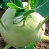 Kada saditi kupus u otvorenom tlu